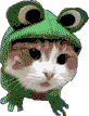 color changing picture of a cat wearing a frog hat